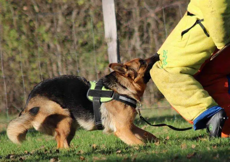 V Isa de la Guenesterie