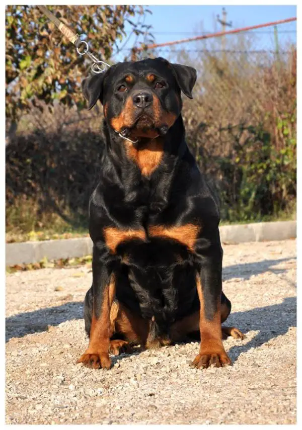 Orka Rottweiler Bomber