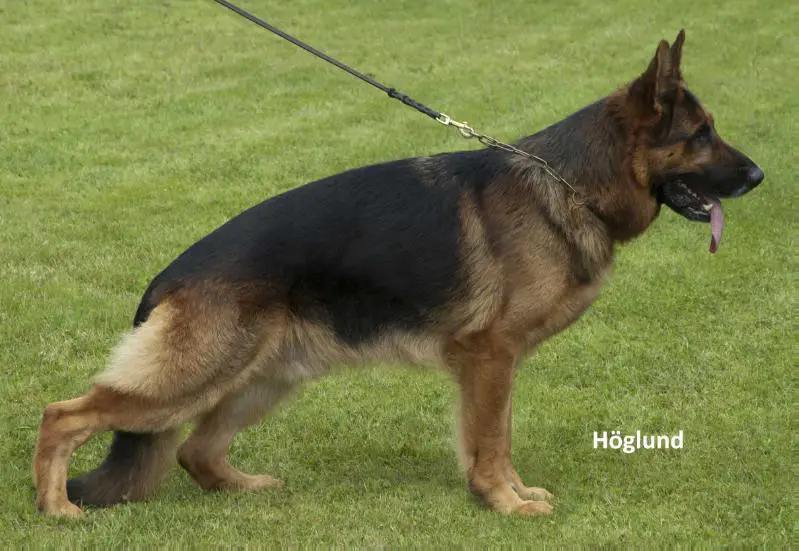 SE UCH, SE VCH, V3 Mischaland`s Idol