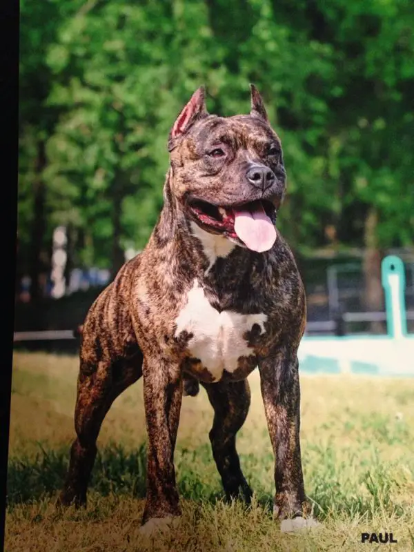 Taiger Land Buck Eatson Vladislav