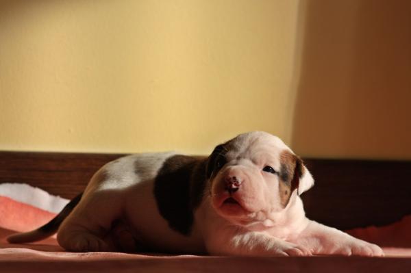 Big Show of Fianna Team