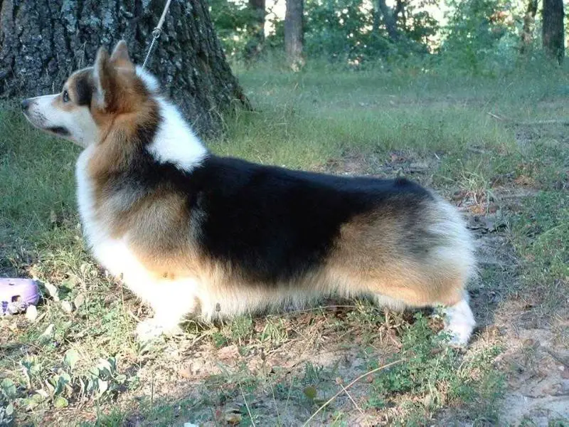 AM CH Poldamerik Time and Again