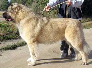 Russkiy Razmer
