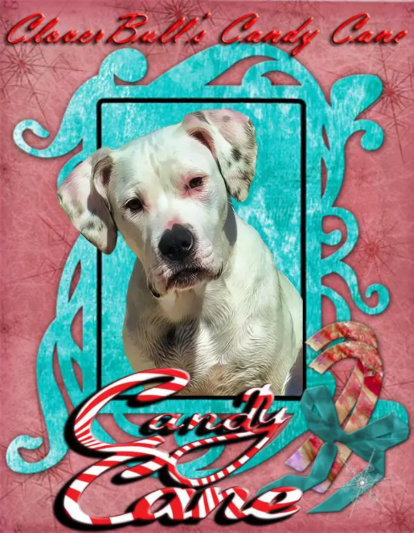 CloverBull's Candy Cane