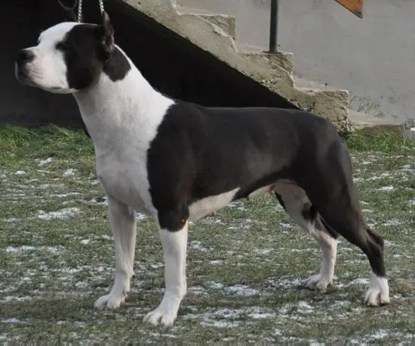 JR.CH.PL, CH.PL, BIS HOLYWOOD DREAM King Of Ring's