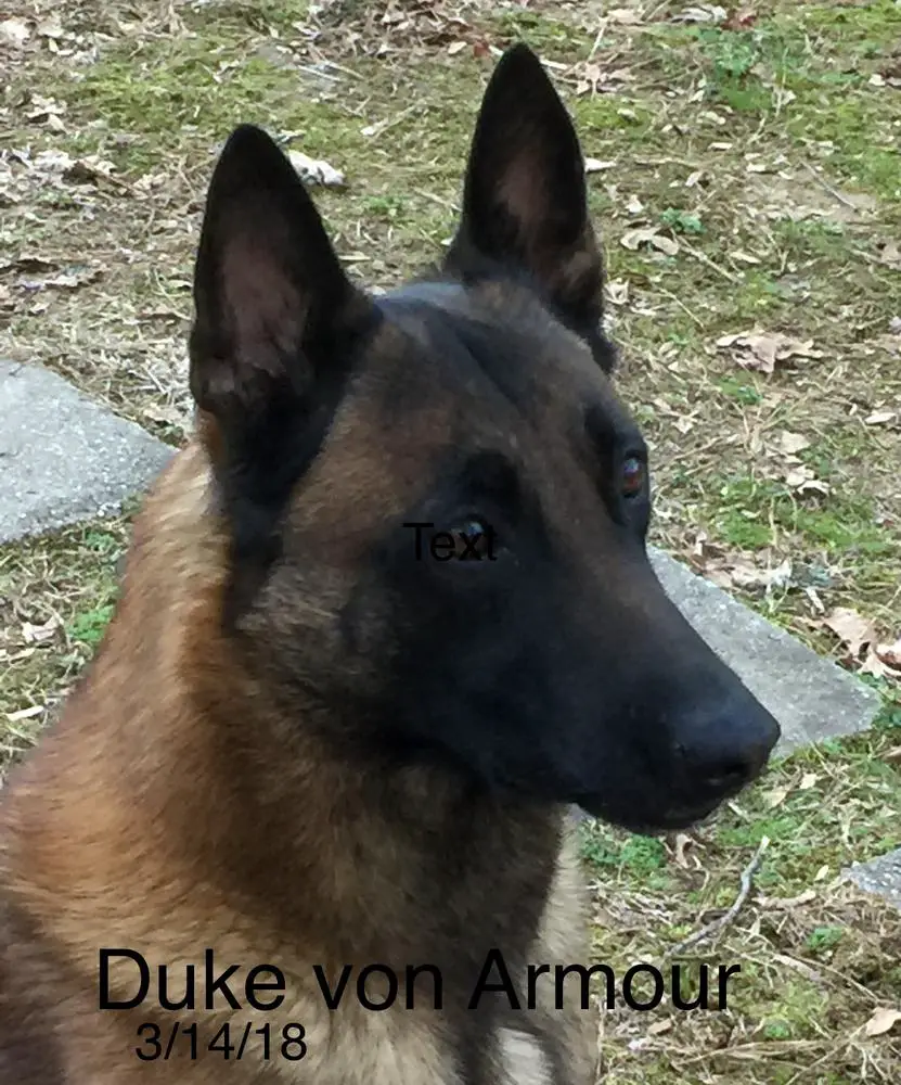 Duke von Armour