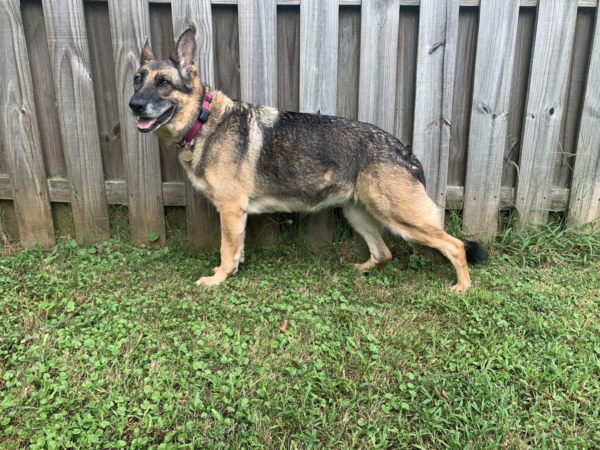 Starke Und Myla Von Bokern