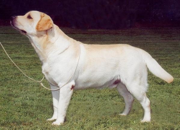 Oak Des Bords De La Vesgre CH