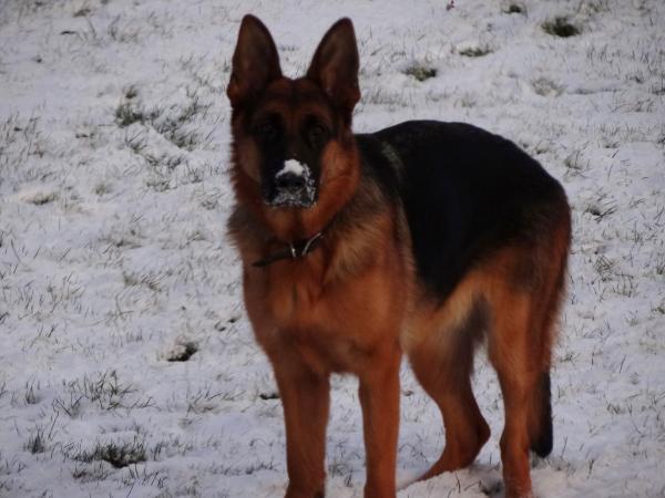 Dana aus der Apeiro Zwinger