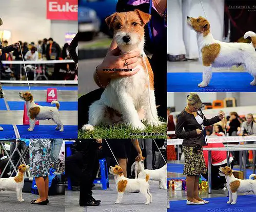 CHAMPION All Jacks Colour ,N Spice