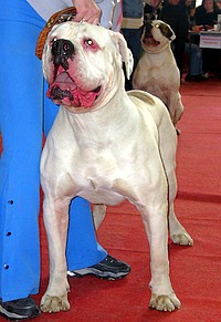 JunChRus. ChRus, ChClub, GrChRus, ChKaz Duk Peace