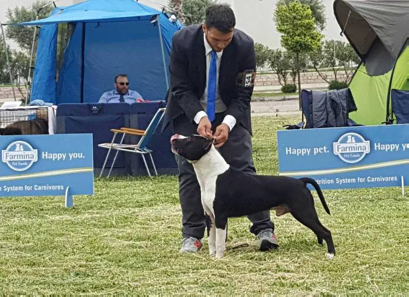 INTER.CH,MULTY CH.BIS. POWERFULL Iron Squad