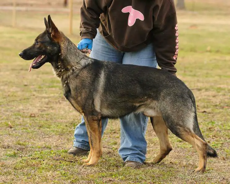 Sylar von der Kinzigau