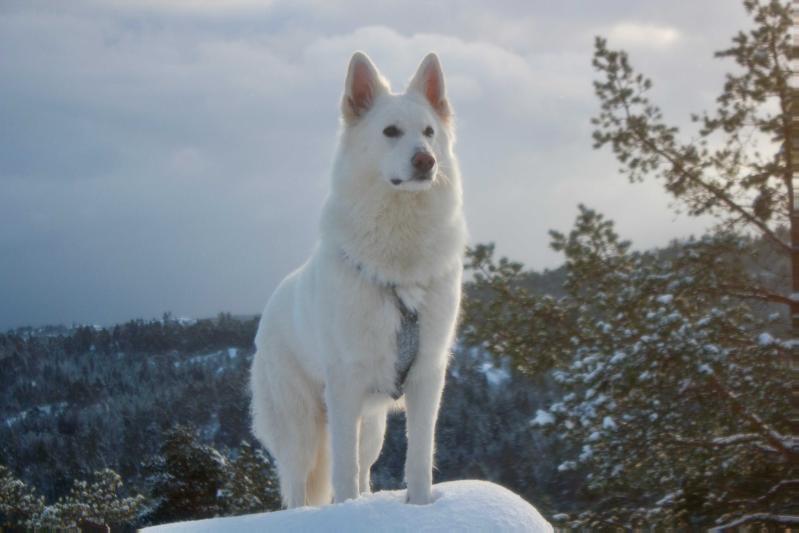 NUCH Invincible Rime Lord Of The White Shepherds