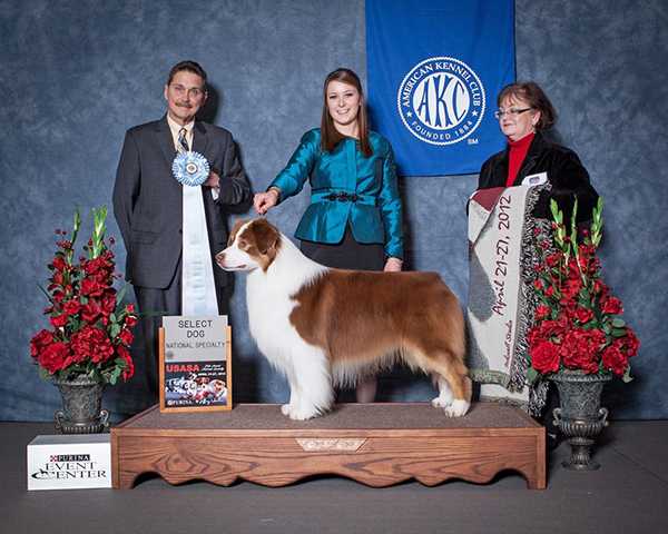 HOF BIS BISS AKC GCHS/ASCA/CAN CH Copperridge Fire N Bayouland