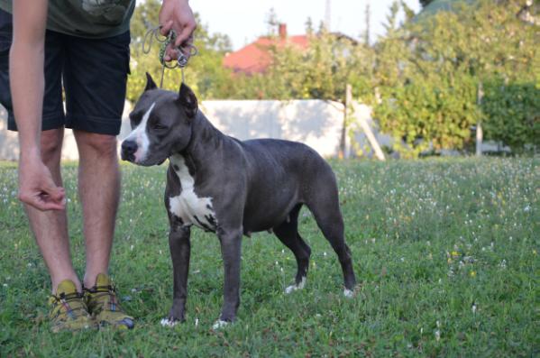 J.CH. Shadow For Blade Of Gengish Khan Lia