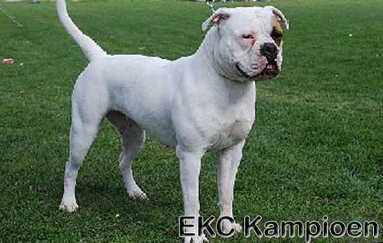 EKC CHAMPION Robertsbulls' Noa of Bullforce