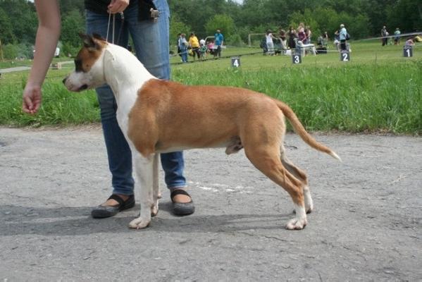 CAC Chebens Tebel Hi Tec