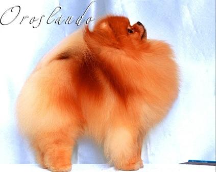 CH, CACIB, CAC. Oroslando Golden Lion George