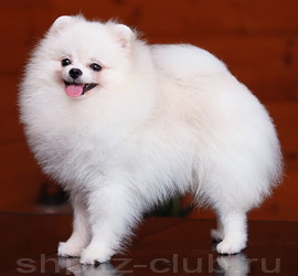 North For Belle Ice Of True Victoria