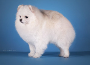 Lily For Belle Ice Of True Victoria