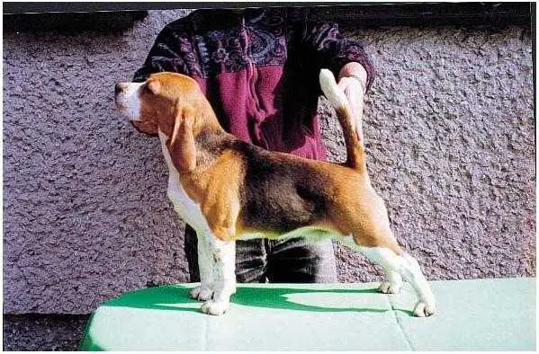 Moon Jumper's Joe Cocker