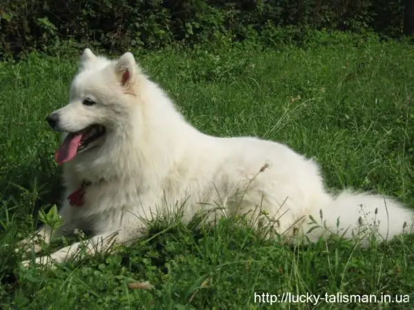 Esfero ot Amur Beloe Chudo Laplandii