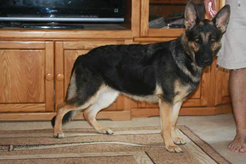 Kreuzchlitz Hund Rio