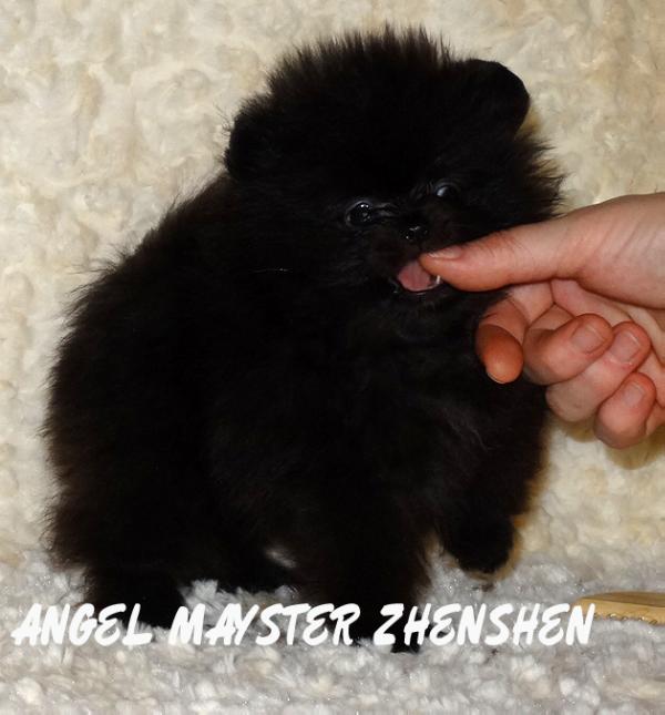 Angel Mayster Zhen-Shen