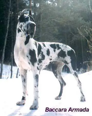 Baccara Armada