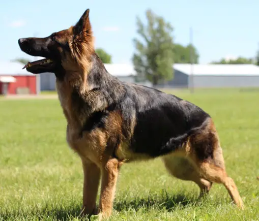 Jalayla Von Der Stadtrand