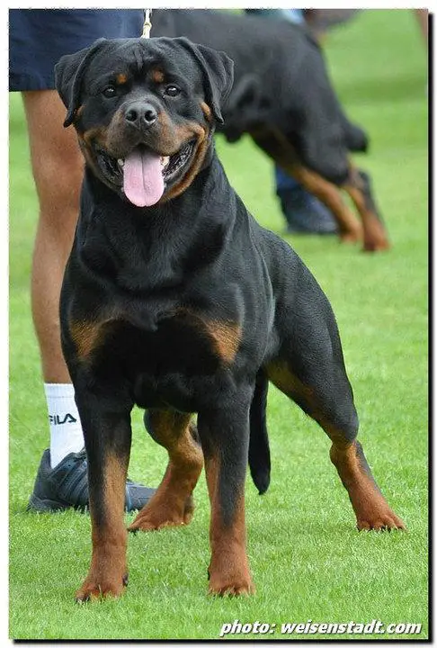 MULTI.CH Juda Flash Rouse