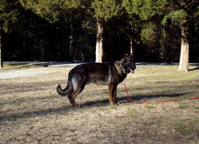 Graubaer Von Stolhammer