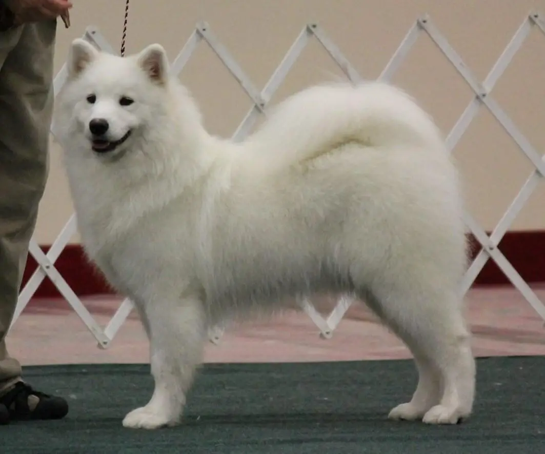 Ch Wintersong N Doubletake's WindWalker