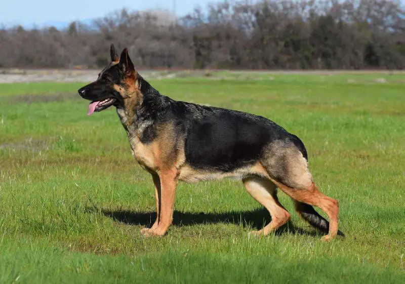 UKC CH Vom Starr Edelmann Briska