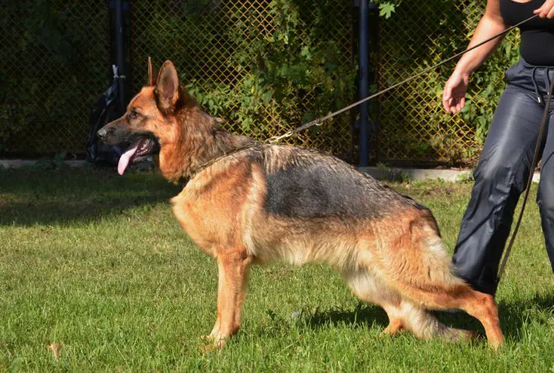 Genrietta iz Doma Shebis