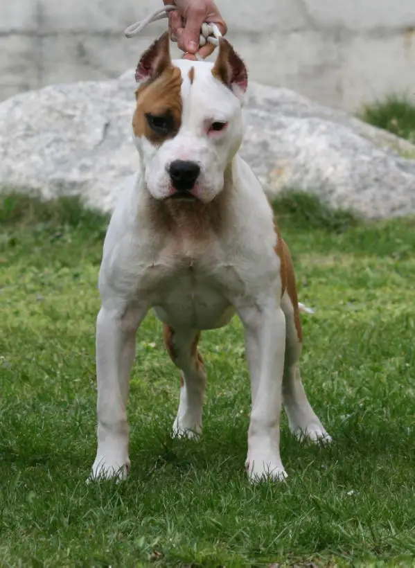 Blue Amstaff Double Soul