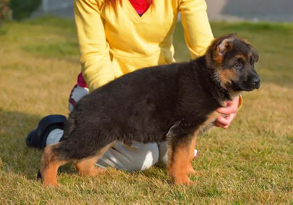 Guru von der Piste Trophe