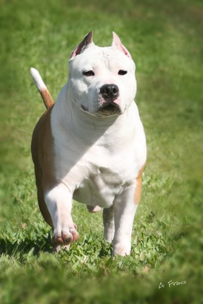 BISS.BIS MULT BIS Buda Do American Pride