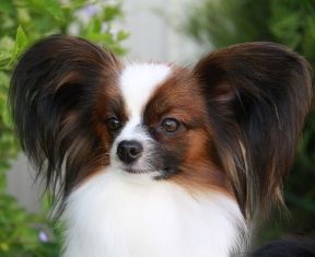 Papunique Fairydust Fantasy