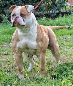 Bomberbulls Mookie