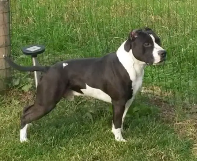 Titan Black Bully of Peg s