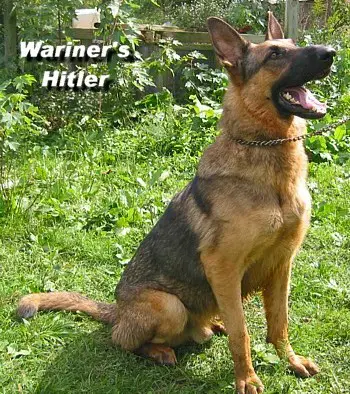 Wariner's Hitler
