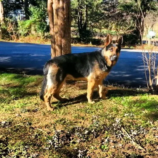 Kodak Vom Norwood Haus