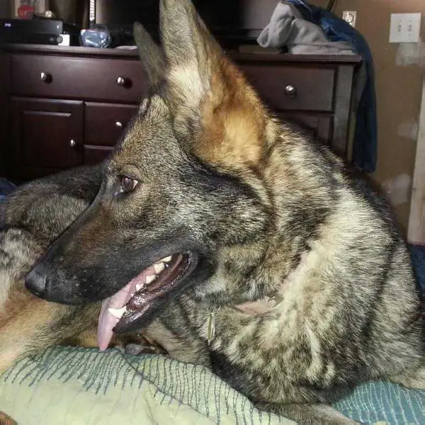 Ilsalexa von Stolhammer