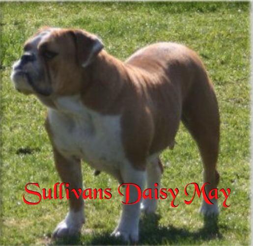 Sullivan's Daisy Mae