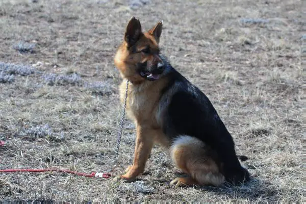 Wanderin' Stars Sweet T Der Larus