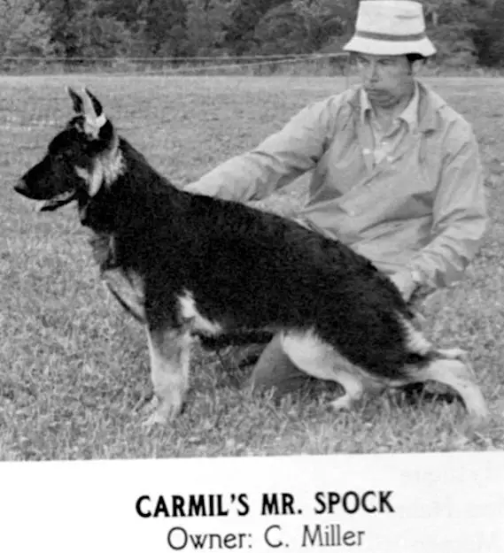 Carmil's Mr Spock
