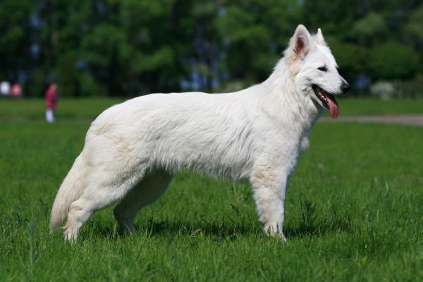 CH/CACIB/CAC/BOB Blondi White Wonder