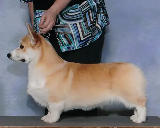 CH Overo Luxurious Design PT